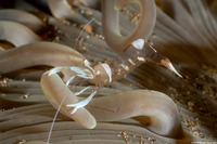 Ancylomenes magnificus (Magnificent Anemone Shrimp)