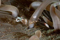 Ancylomenes magnificus (Magnificent Anemone Shrimp)