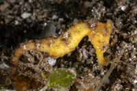 Hippocampus kuda (Common Seahorse)