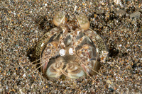 Lysiosquilla maculata (Tiger Mantis)