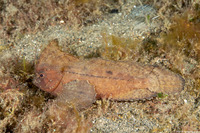 Ablabys taenianotus (Cockatoo Waspfish)