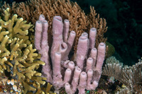 Haliclona fascigera (Haliclona Fascigera)