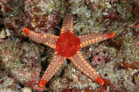 Fromia monilis (Peppermint Sea Star)