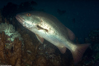 Lutjanus argentimaculatus (Mangrove Snapper)