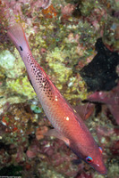 Bodianus dictynna (Redfin Hogfish)