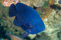 Neoglyphidodon melas (Black Damsel)