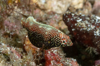 Macropharyngodon negrosensis (Black Leopard Wrasse)
