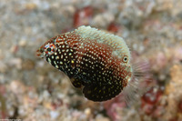 Macropharyngodon negrosensis (Black Leopard Wrasse)