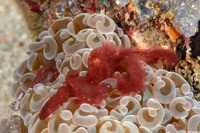 Oncinopus sp.1 (Orangutan Crab)