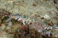 Parapercis clathrata (Latticed Sandperch)