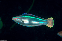 Cirrhilabrus temminckii (Peacock Fairy Wrasse)