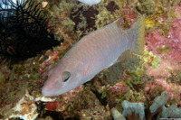 Oxycheilinus digramma (Cheek-Lined Wrasse)