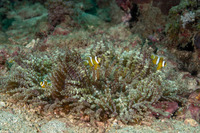 Amphiprion clarkii (Clark's Anemonefish)