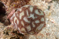 Botrylloides leachii (Botrylloides Leachii)