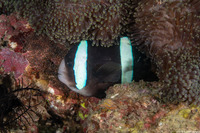 Amphiprion clarkii (Clark's Anemonefish)