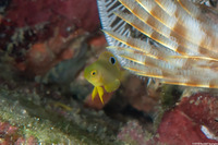 Pomacentrus amboinensis (Ambon Damsel)