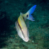 Parupeneus barberinus (Dash-Dot Goatfish)