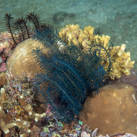 Comanthus suavia (Crevice Feather Star)