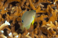 Pomacentrus amboinensis (Ambon Damsel)