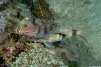 Coris batuensis (Batu Coris)