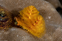 Spirobranchus sp.1 (Christmas Tree Worm)