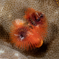 Spirobranchus sp.1 (Christmas Tree Worm)