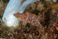 Oxycheilinus orientalis (Oriental Wrasse)
