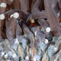 Cuapetes kororensis (Mushroom Coral Shrimp)