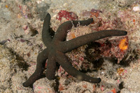 Echinaster luzonicus (Luzon Sea Star)