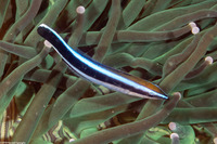 Labroides dimidiatus (Bluestreak Cleaner Wrasse)