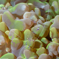 Ancylomenes sarasvati (Sarasvati Anemone Shrimp)