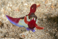 Nembrotha chamberlaini (Chamberlain's Nembrotha)