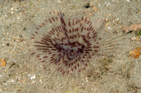 Sabellastarte sp.1 (Feather Duster Worm)