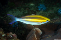 Pentapodus caninus (Small-Toothed Whiptail)