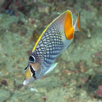 Chaetodon xanthurus (Crosshatch Butterflyfish)