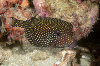 Ostracion meleagris (Spotted Boxfish)