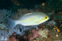 Scolopsis ciliata (Whitestreak Monocle Bream)