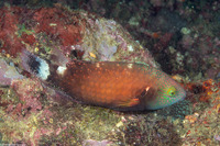 Cheilinus chlorourus (Floral Wrasse)