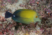 Zebrasoma scopas (Brushtail Tang)