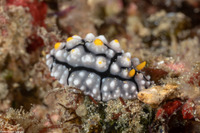 Phyllidia elegans (Elegant Phyllidia)