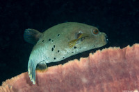 Arothron nigropunctatus (Blackspotted Puffer)