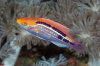 Cirrhilabrus lubbocki (Yellowback Fairy Wrasse)