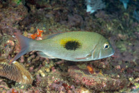 Lethrinus harak (Thumbprint Emperor)