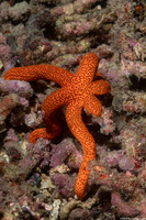 Echinaster luzonicus (Luzon Sea Star)