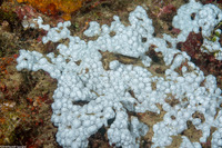 Sympodium caeruleum (Sympodium caeruleum)