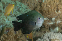 Pomacentrus brachialis (Charcoal Damsel)