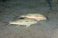 Upeneus tragula (Freckled Goatfish)