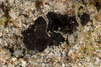 Antennarius pictus (Painted Frogfish)