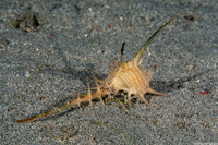 Murex tribulus (Caltrop Murex)
