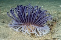 Cerianthus sp.3 (Cerianthus sp.3)